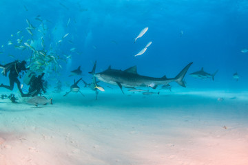 Fototapeta na wymiar Tiger shark at Tigerbeach, Bahamas