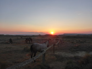 horses at sunset in Bardenas desert