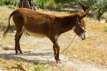 A donkey grazing in the Nazareth Village Museum in Israel