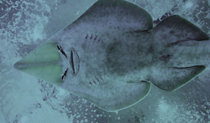 shark in aquarium