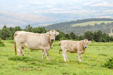 Cows grazing on a summer pasture