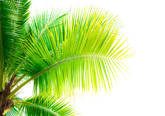 Detail of coconut trees leaf isolated on white background