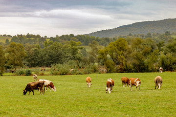 Fototapeta na wymiar Cattle on meadow with Carpathian mountain in the background. Foggy day in Transylvania, region of Romania.