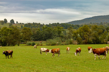 Cattle on meadow with Carpathian mountain in the background. Foggy day in Transylvania, region of Romania.