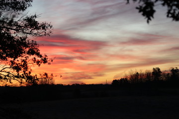 sunset in the forest