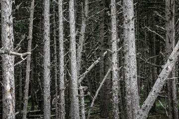 dark and deep mystical forest