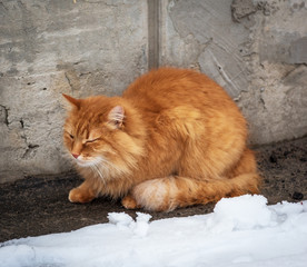 Fototapeta premium big red fluffy cat sits and freezes in the middle of the snow