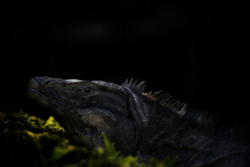 iguana on black background