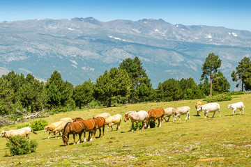 Fototapeta na wymiar Herd of Horses on a pasture in mountains