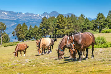 Obraz premium Herd of Horses on a pasture in mountains