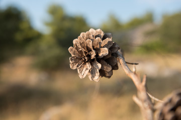 Small brown pinecone on a dry branch. Blurred background. Pine seed.