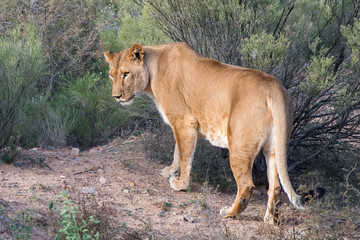 Lioness walking through the Brush, Glancing over Shoulder