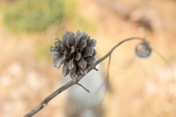 Small brown pine cone on a dry branch. Blurred background. Pine seed.