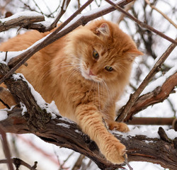 big red cat sitting on a branch on a winter day