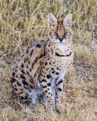 Serval sitting in the Grass