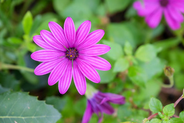 flower in garden