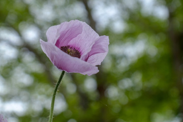 coquelicot opio 2
