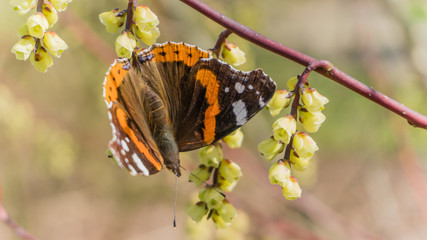 Atalanta butterfly on a blooming twig