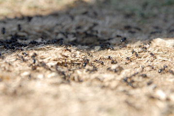 ants arranging nests
