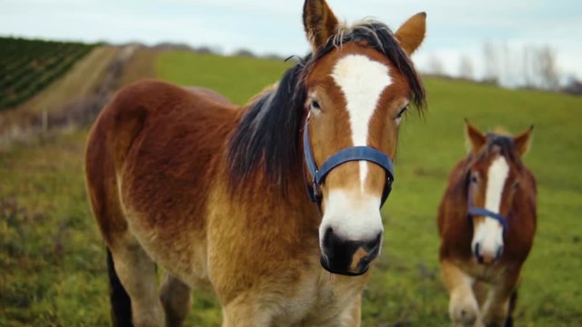 A pair of Danish Jutland Draft Horses On A Field in Slowmotion