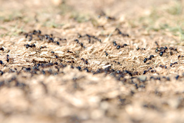 ants arranging nests