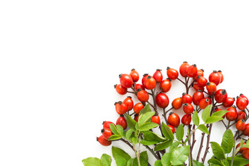 Medicinal plants and herbs composition Pile of Dog rose bunch branch Rosa canina on white 