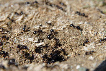ants arranging nests