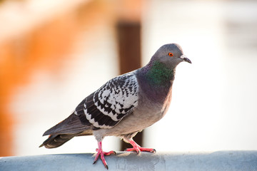 Pigeon looking into the frame