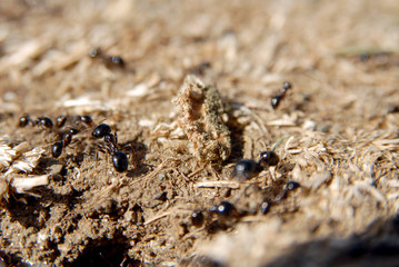 ants arranging nests