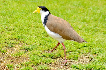 Spur-winged Plover