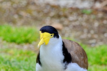 Spur-winged Plover
