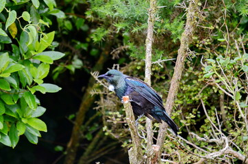 Tui bird on a flowering bush