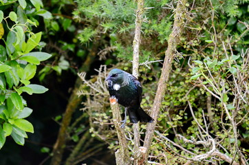 Tui bird on a flowering bush