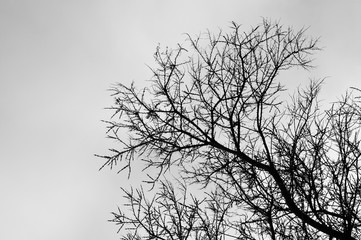 Single dead tree on a gray winter day