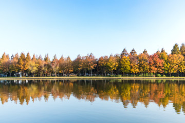 Obraz premium (東京都ｰ風景)水面に映る紅葉する木々６