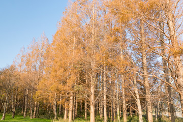(東京都ｰ風景)秋の並木１