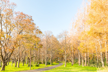 Fototapeta premium (東京都ｰ風景)秋の並木３