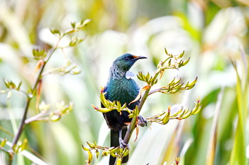 Tui bird on a flowering bush