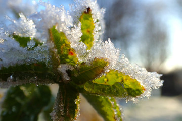 Green leaves under the first snow