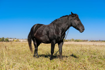 Black horse in the field