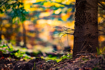 jesienne impresje, wnętrze lasu © Marcel