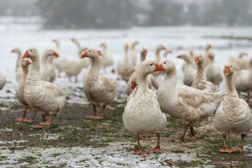 many white geese on a snovy meadow in winter