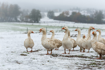 many white geese on a snovy meadow in winter