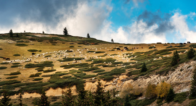 Sar Mountains, Sar Planina, Macedonia - Mixed Herd of Sheep and Cattle grazing on  under the Cloudy Sky