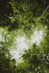 Bamboo Forest Background
