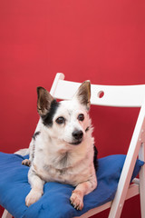 Small mongrel dog on a white chair looking straight ahead with a dark red background