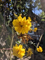 Flowers at the Russian house