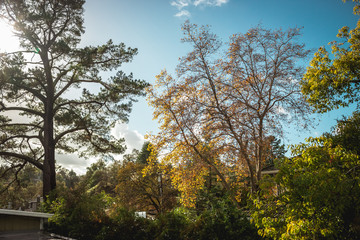 Obraz premium Autumn Nature