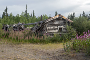 Abandoned log cabin in the Silver City ghost town surrounded by purple flowers, Yukon Territory,...