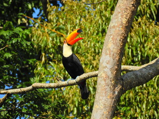 Fototapeta premium bird, toucan, animal, beak, tropical, nature, wildlife, tucan, wild, brazil, jungle, hornbill, colorful, rainforest, yellow, black, tree, exotic, zoo, bill, feather, forest, orange, white, branch